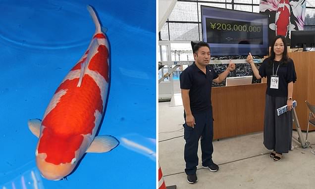 Champion Koi Sells for $1.8 Million, Breaks Records as World’s Most